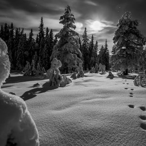 Vinternatt i fjellgranskogen